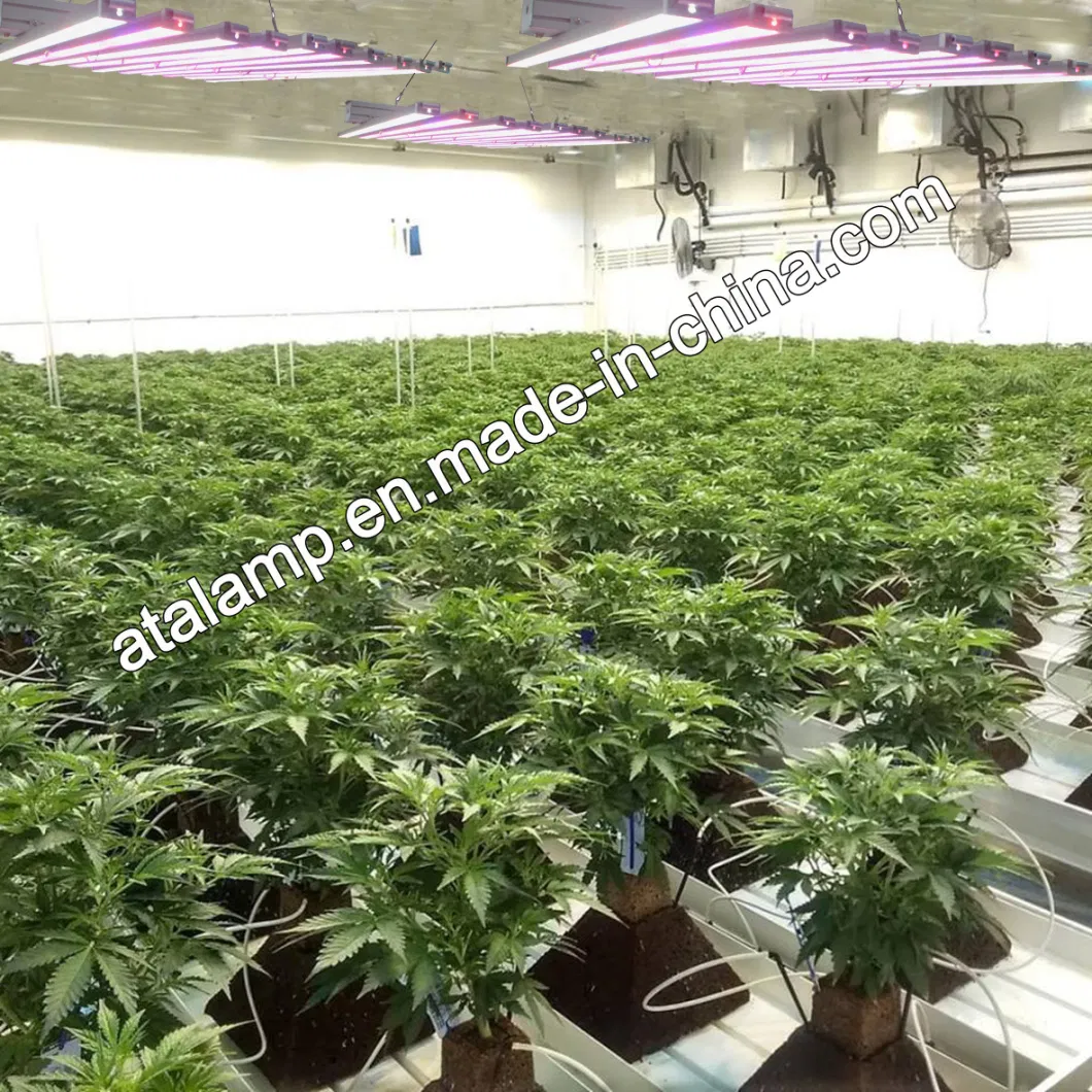 Full Spectrum LED Plant Lights 50W/75W/80W/100W/150W/300W/400W/450W/500W/600W/650W/700W/800W/900W/1000W/1200W/1500W CREE/Osram/Sumsung LED Grow Light